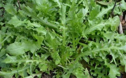 如何科学种植荠菜使其鲜嫩可口，避免常见病虫害