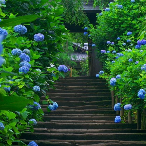 夏日植物园，花色斑斓