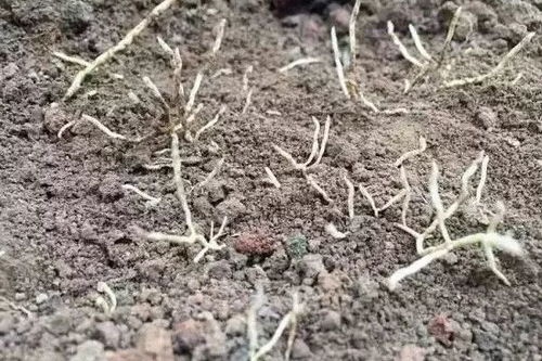 草甘膦对果树的影响