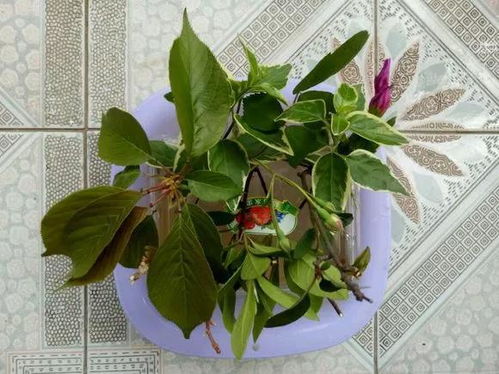 生根水的使用方法