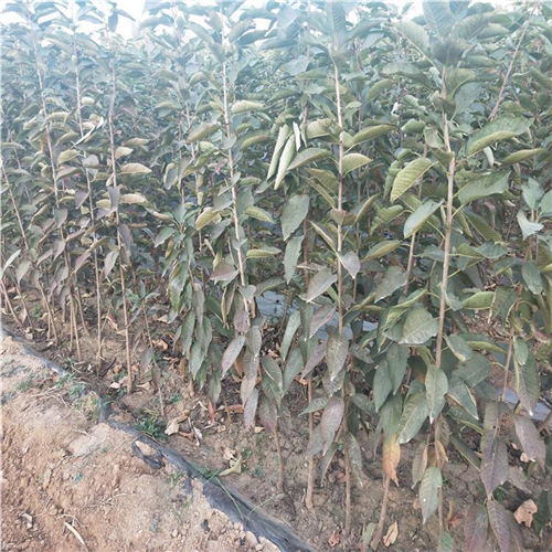 辉煌樱桃苗品种大全：种植指南与市场趋势解析
