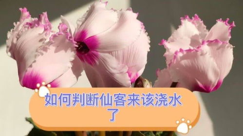 仙客来浇水需要注意什么有没有什么正确的方法和技巧