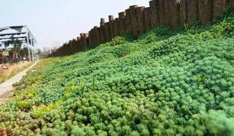 基础认知：速生草的生物学特征