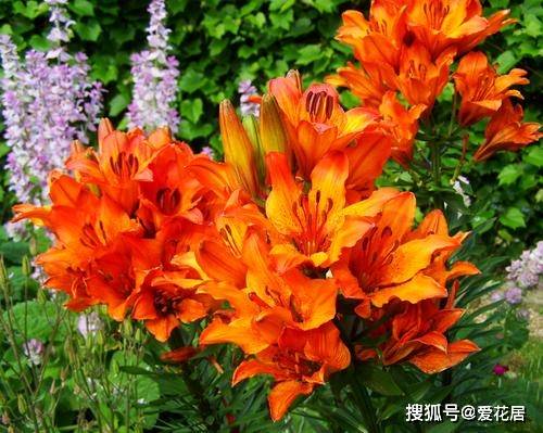 橙色百合花象征着什么？它背后有哪些神秘的文化内涵和象征意义