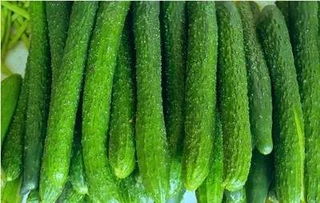 黄瓜种植最佳时间是什么？错过这个时间