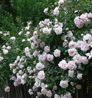 玛格丽特王妃月季的花瓣颜色解析