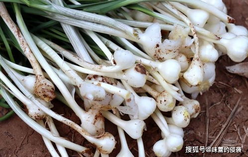 薤白怎么吃最有效？这些功效与作用你知道吗