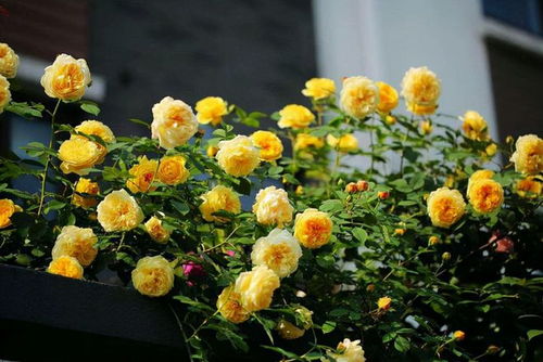 爆花机器：矮牵牛