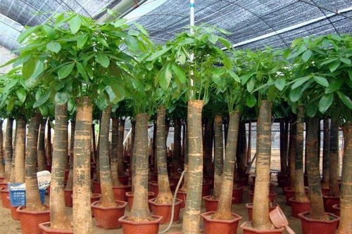 铁屑在铁树种植中的应用