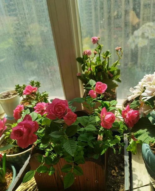 五款情绪调节专家