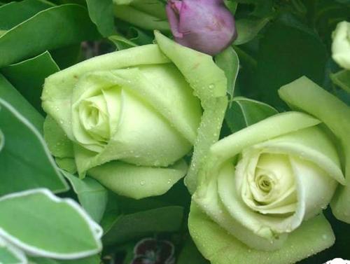 2025年哪种颜色的玫瑰花价格走势蕞明显？