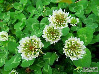 新手搭配白花总出错？揭秘5种黄金品种配色方案，省60%成本！