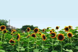 太阳花：阳光下的顽强生命