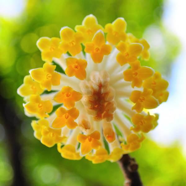 如何高效分株结香花？揭秘其繁茂花期的奥秘！