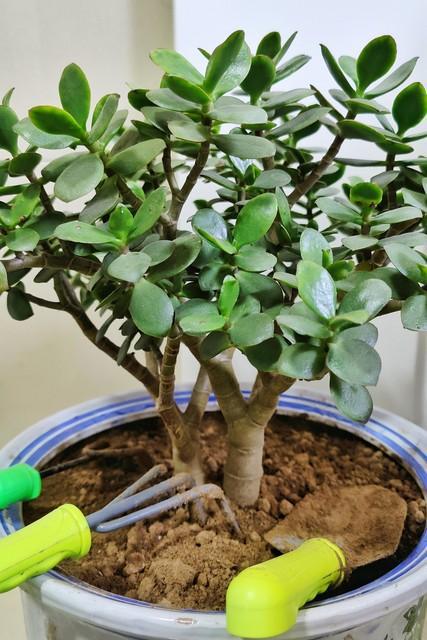 一、 如何让常春藤枝干变粗壮——老花匠的秘籍