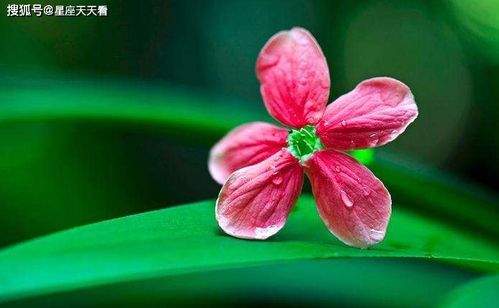 室内植物花象征生财，蕴含着神秘而古老的生财之道