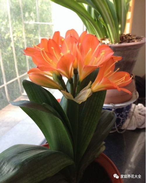 君子兰如何浇水才能开花？