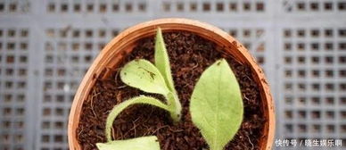 春天种植， 这些草蕞合适