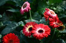 非洲菊种植历史与种植量