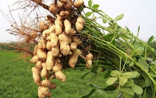 踩过之后 土里埋一埋