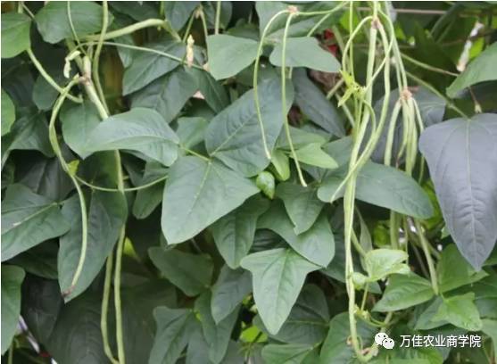 豆角锈病防治时代森锰锌对豆角敏感，有没有其他更安全的防治方法？