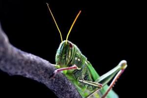 害虫种类，识别要准