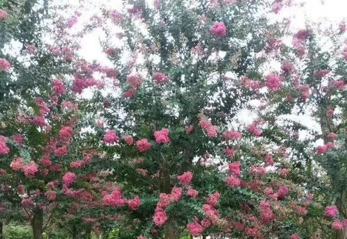 南方苗木市场里的价格波动大揭秘