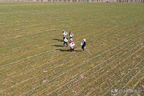 小麦返青期，是选择尿素还是复合肥更合适