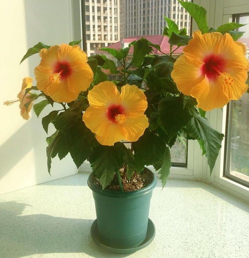 春秋季节，浇水要勤快