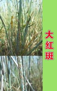 丙环唑：防治锈病的神器？