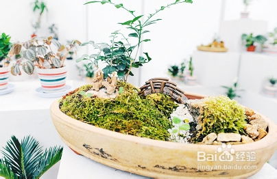 一盆栽几棵？专家建议