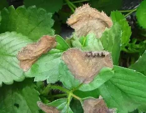 灰霉病与高湿环境的关系