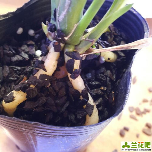 多菌灵使用注意事项