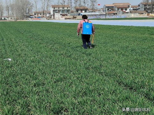 三月份小麦病虫害防治，关注小麦生长关键期病虫害问题