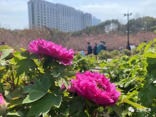 百园红霞：高贵大气， 花中瑰宝