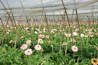 广州知名花卉种苗场大盘点