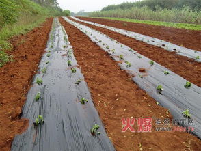辣椒种植的烦恼：除草剂如何选择？