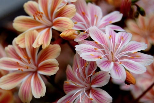 露薇花养殖需要注意哪些光照、水分和土壤条件