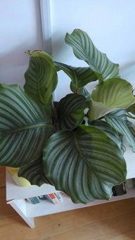 植物叶片边缘枯黄，多因干旱、病虫害或施肥不当