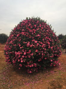 茶梅球一般在什么时间开花，观赏茶梅花期是多久呢