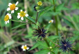 马蔺：耐寒又耐热