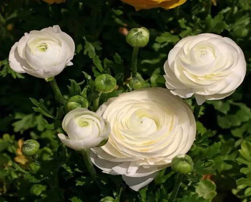 花毛茛：毛茛科中的“神秘球根”