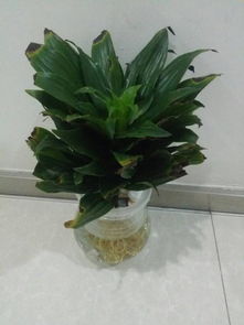 太阳神究竟属于哪一类植物？是草本还是木本