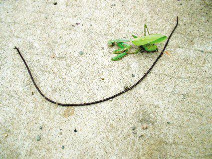 铁线虫怎么进入人体？