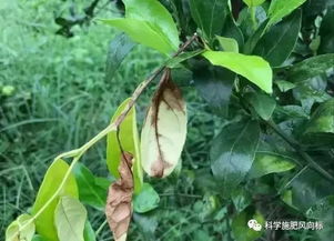 贡柑病害， 让人头疼