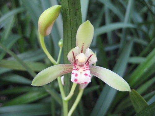 建兰花品种， 介绍知识点