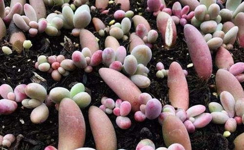 多肉葡萄叶插技巧，叶片裂口原因解析