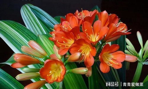 君子兰开花图片+养护技巧，新手也能学会