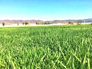 土专家偏方：用鱼缸水兑腐熟淘米水浇灌，氮磷钾比例刚好适合早熟禾现蕾期。