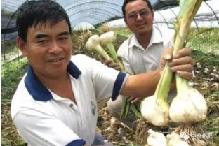 大蒜黄叶原因及防治